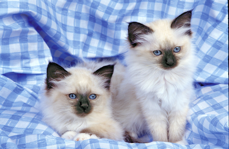 Two Kittens A173