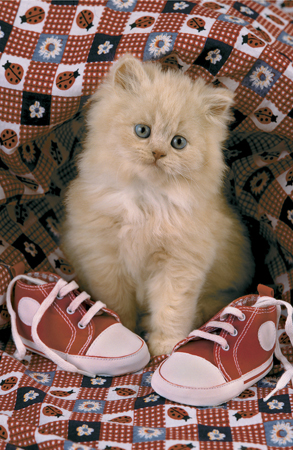 Kitten with Shoes A180