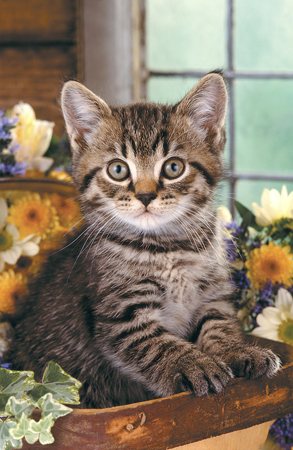 Kitten in Flower Basket A181