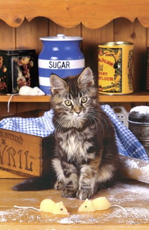 Cat with Sugar A182