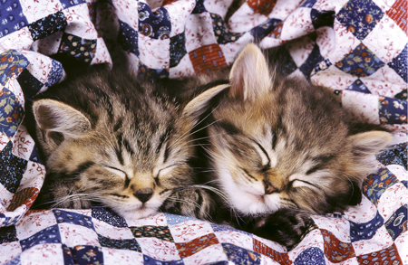 Two Kittens Asleep A183