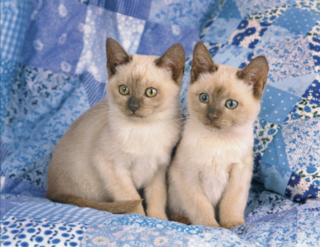 Twin Kittens 184