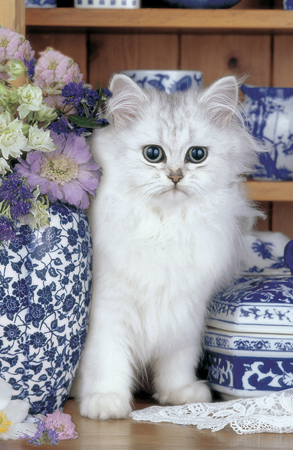 White Kitten with China A187