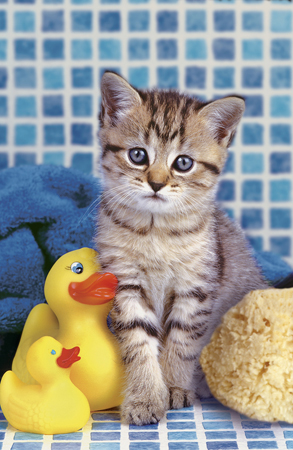 Kitten with Ducks A211