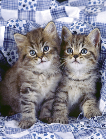 Two Kittens A249