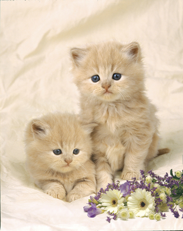 Kittens with Flowers A257