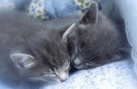 Two Kittens Sleeping A260