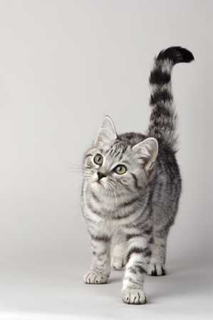 Kitten on White Backdrop A271