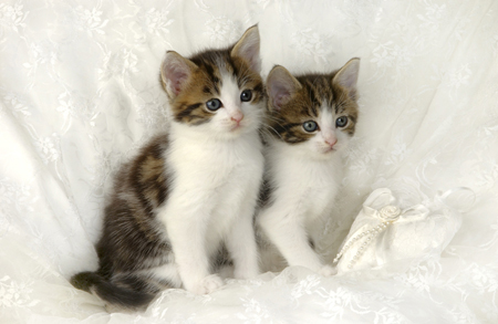 Kittens on Bed A282