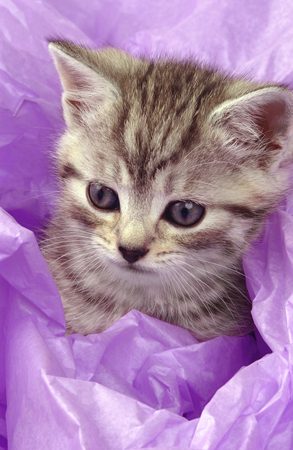 Kitten in With Purple CK168