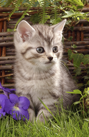 Kitten in Garden CK155