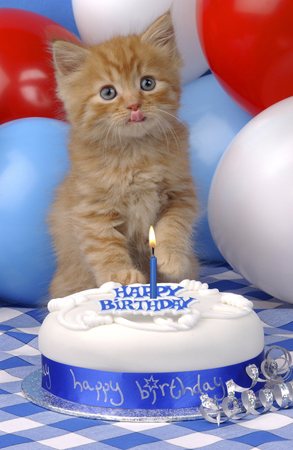 Birthday Cat CK198