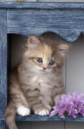 Kitten on Shelf CK113