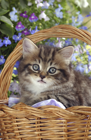 Kitten in Basket CK118