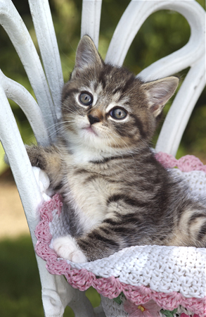 Kitten on Chair CK120