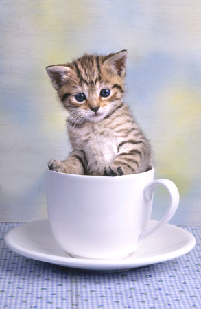 Kitten in Cup CK126