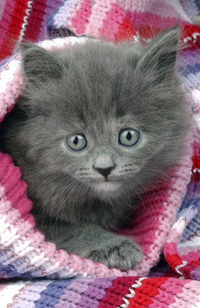 Kitten in Jumper CK185