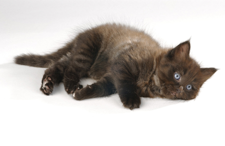 Brown Kitten CK128