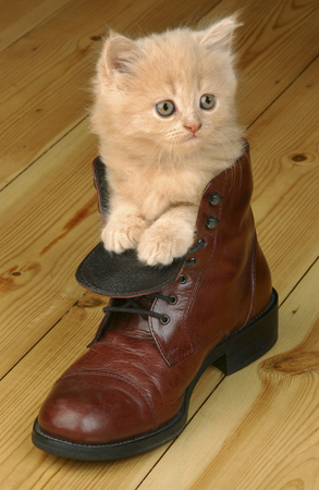 Kitten in Shoe CK181