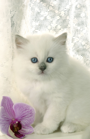 Kitten & Pink Petals