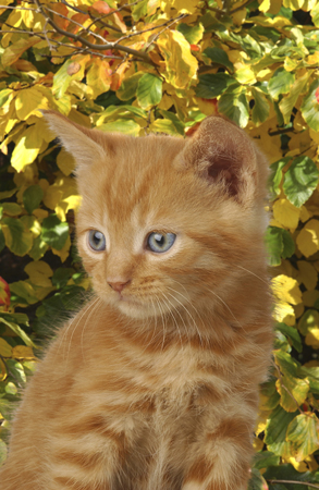 Ginger Cat CK146