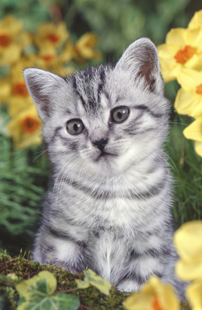 Kitten & Flowers CK148