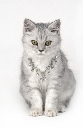 Cat with Necklace CK170