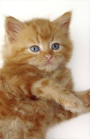 Ginger Kitten CK162