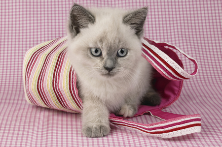 Kitten in Bag CK234