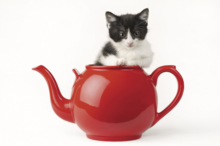 Kitten & Teapot CK238