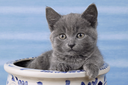 Grey Kitten CK243