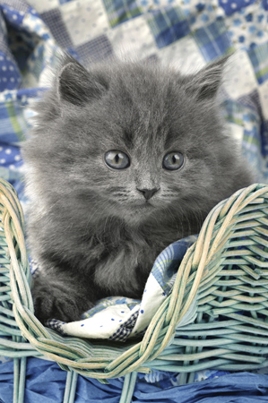 Kitten in Basket CK253