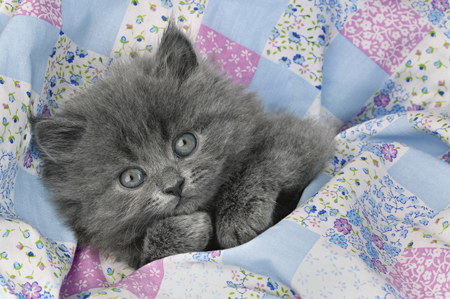 Kitten in Quilt CK254