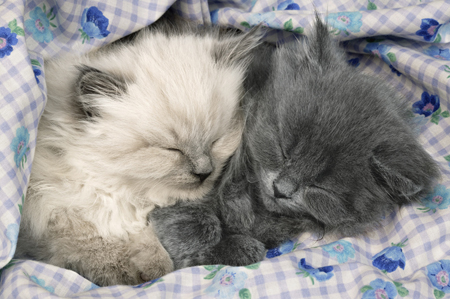 Two Sleeping Kittens CK255