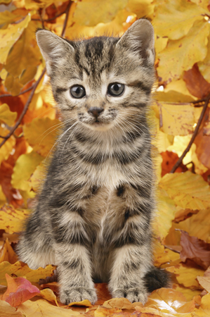 Kitten & Leaves CK260