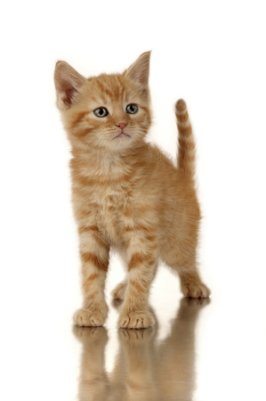 Ginger Kitten CK264