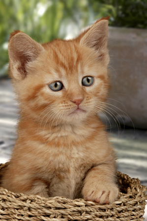 Kitten in Basket CK267