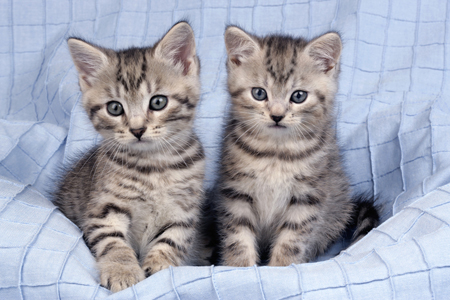 Two Kittens CK275