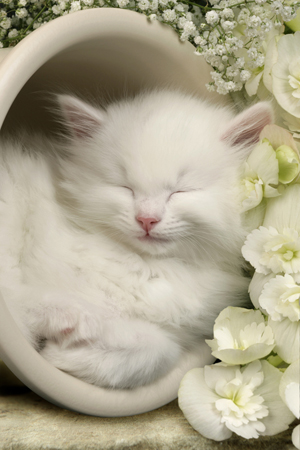 Sleeping White Cat CK278