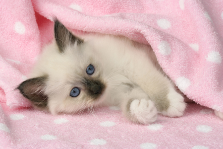 Kitten in Pink Blanket CK279