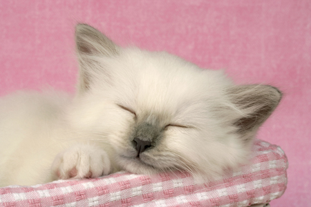 Sleeping Kitten CK283