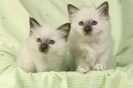 Two White Kittens CK286