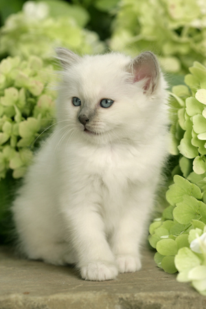 White Kitten CK287