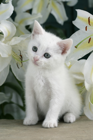 White Kitten & Flowers CK290