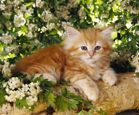 Ginger Kitten in Tree CK292