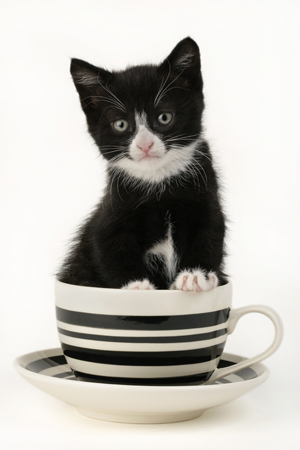 Kitten in Cup CK299