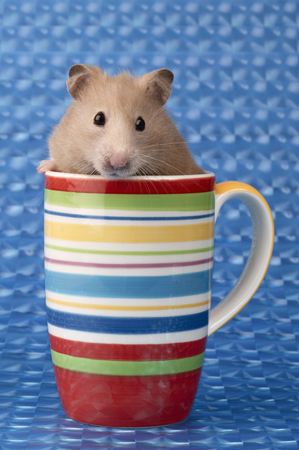 Hamster in Cup HA108