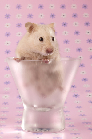 Hamster in Glass HA109