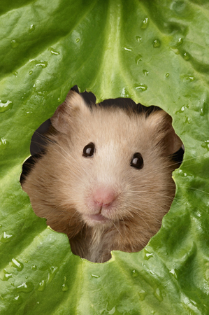 Hamster & Leaf HA110