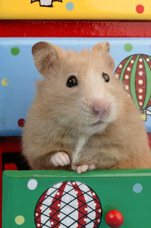 Hamster in Draw HA111